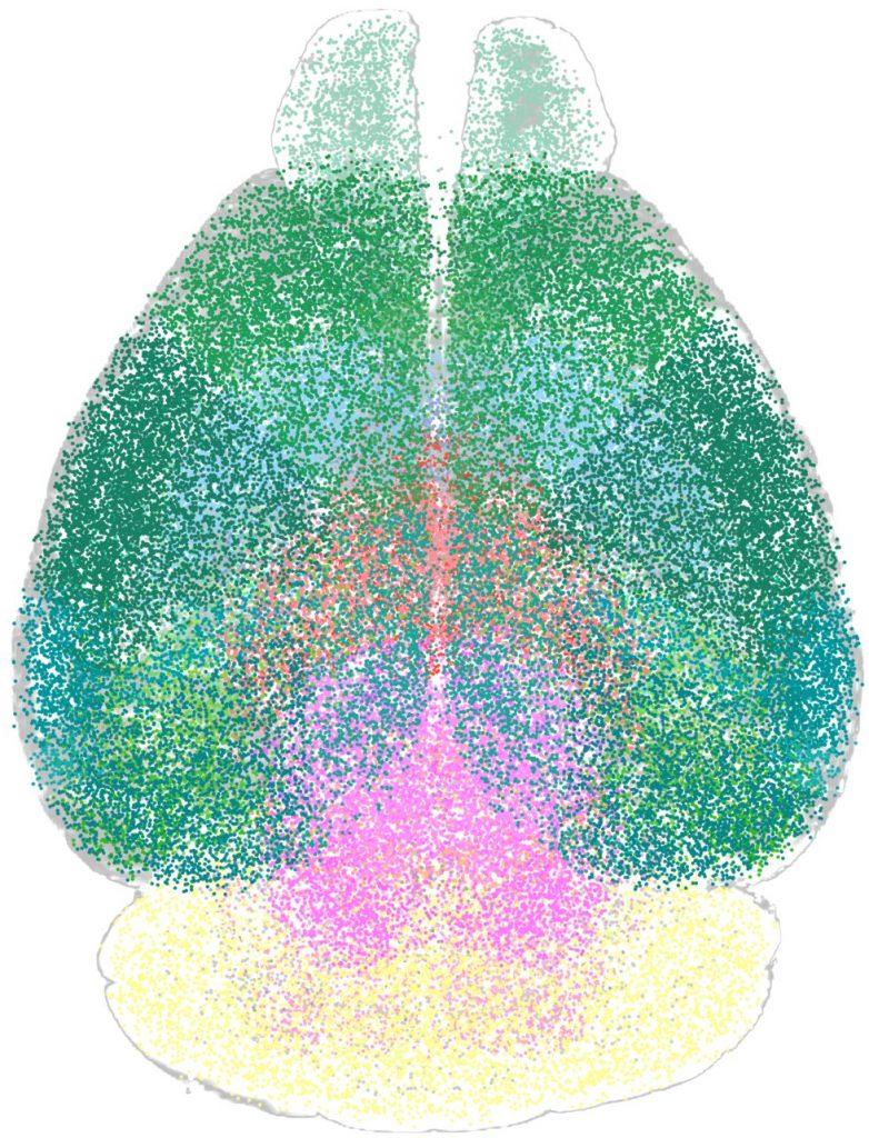 细胞识别示意图