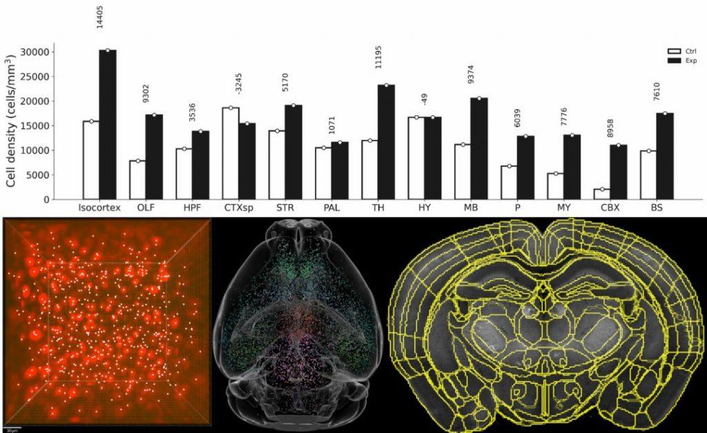 c-Fos信号识别和统计